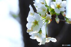 汐入大島桜