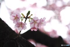 如月の桜～ⅱ