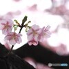 如月の桜～ⅱ