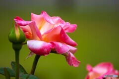 春薔薇の旧古河庭園～xiv