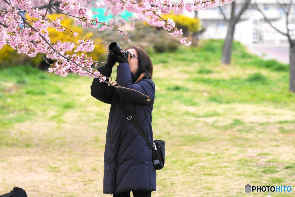 汐入大寒桜～ⅻ