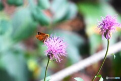 赤城自然園～⑧
