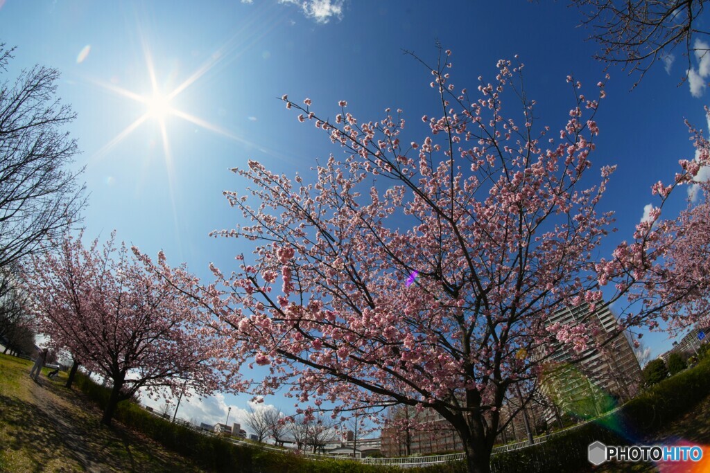 櫻を照らす