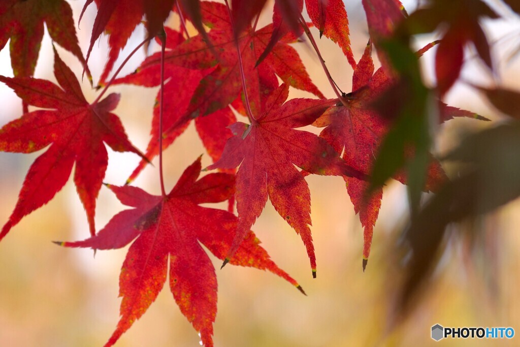 せせらぎ広場の紅葉～ⅲ