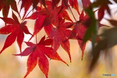 せせらぎ広場の紅葉～ⅲ