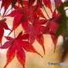 せせらぎ広場の紅葉～ⅲ