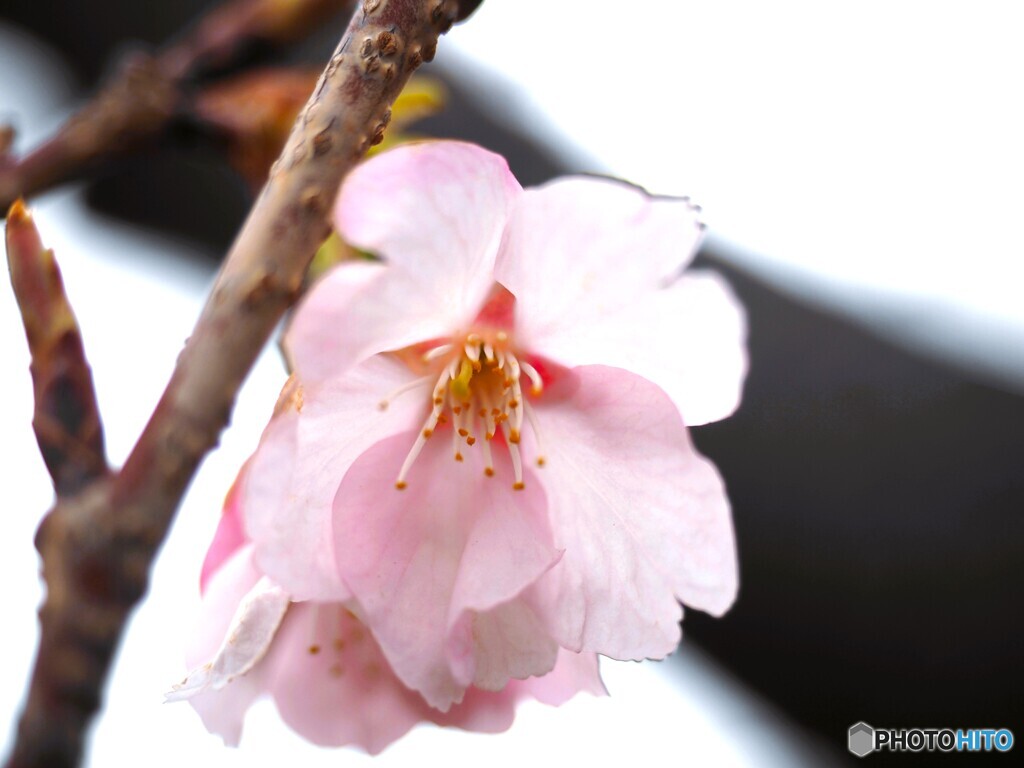 弥生の桜～xxviii