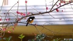 一昨日逢えた野鳥～④