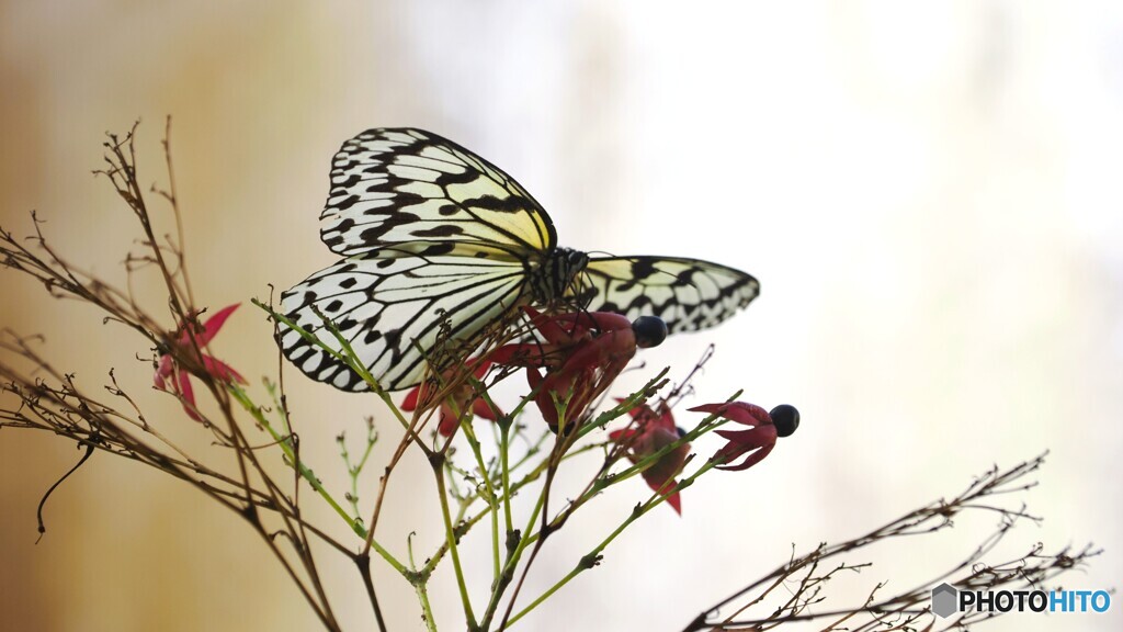 冬の生物園２０２５～ⅳ
