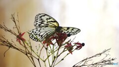 冬の生物園２０２５～ⅳ