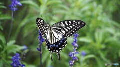 ハーブ園のナミアゲハ