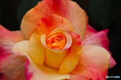 春薔薇の旧古河庭園～ⅻ