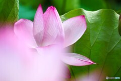 堀之内公園の大賀蓮～ⅴ