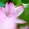 堀之内公園の大賀蓮～ⅴ