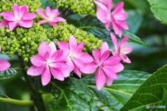 梅雨花～ⅰ