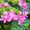 梅雨花～ⅰ