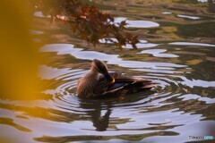 東京国立博物館～ⅷ