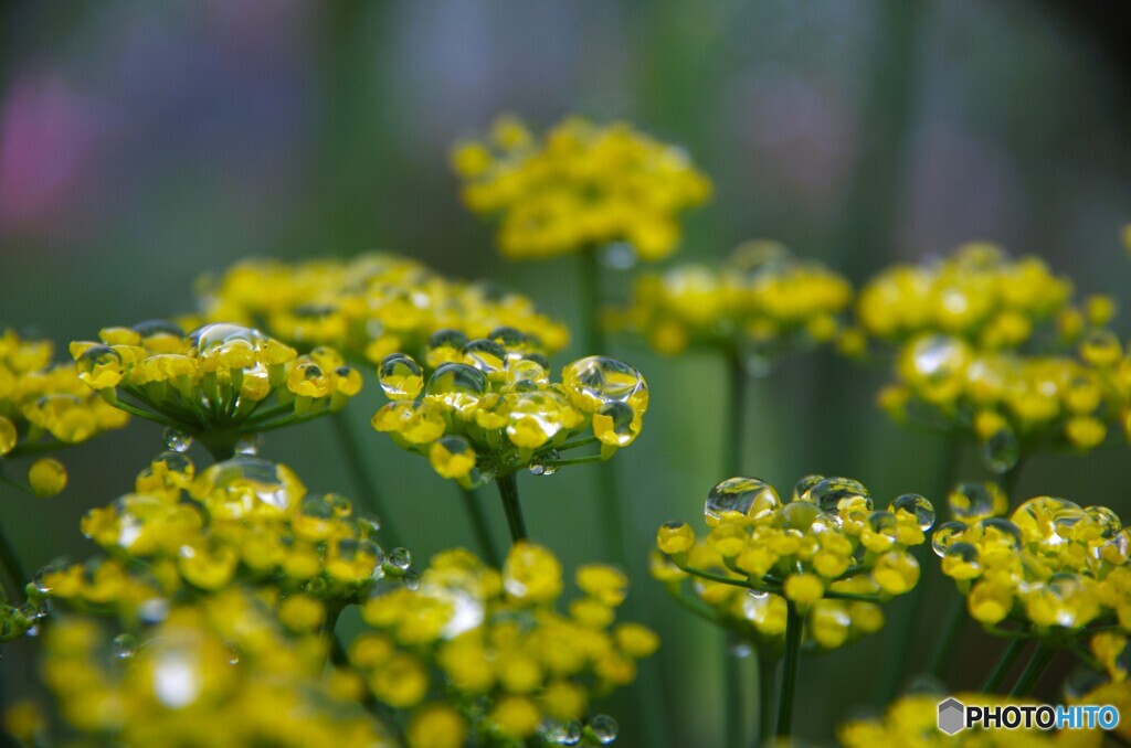 土砂降りの日の花達～ⅳ