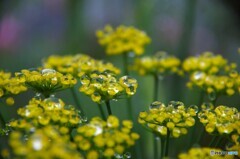 土砂降りの日の花達～ⅳ