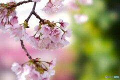 満開の汐入大寒桜～ⅲ