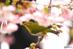 弥生の桜～ⅹ