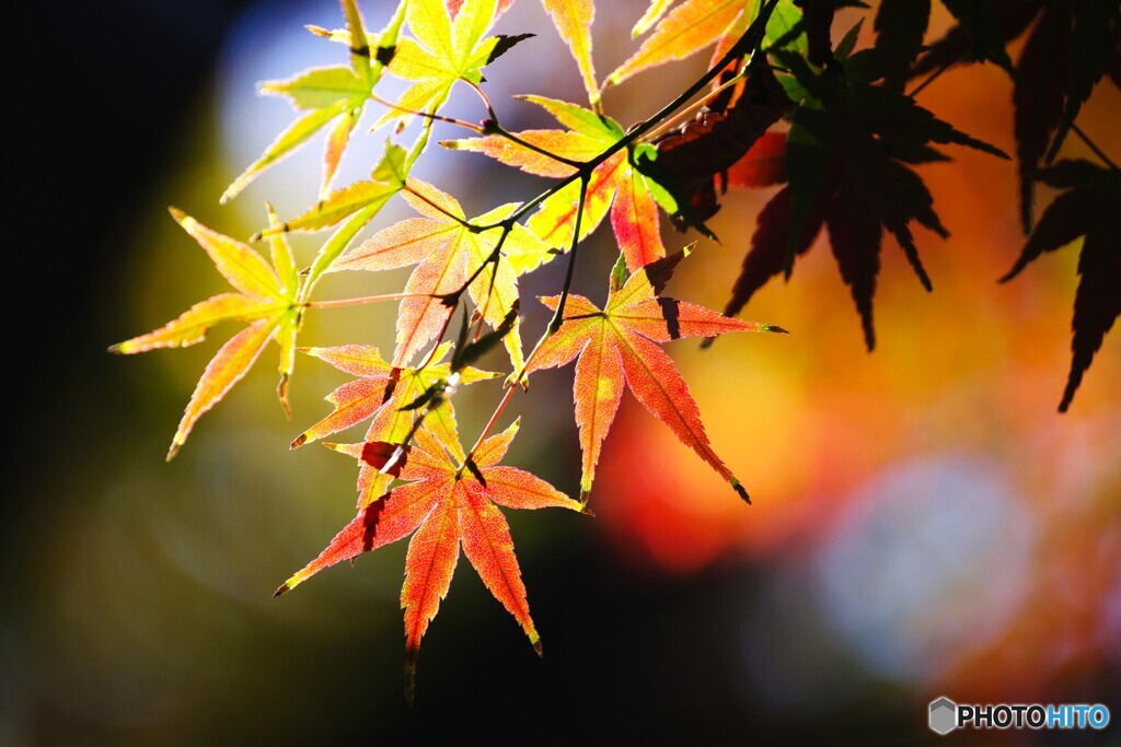 残紅彩～ⅳ