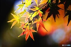 残紅彩～ⅳ