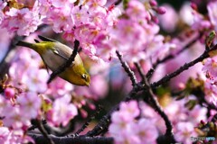 花盛りを喜ぶ～ⅱ