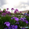 ２０２４堀切菖蒲園～xvi