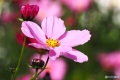 アンデルセン公園～xv