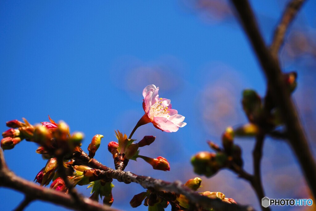 一輪の河津桜