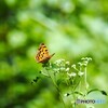 蝶の里公園～ⅻ