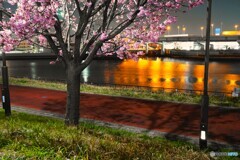 汐入夜桜～ⅳ
