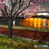 汐入夜桜～ⅳ
