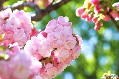 汐入糸括り～ⅱ