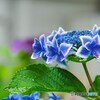 雨上がり～ⅱ