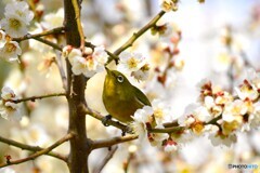 ウメジロー尽くし～②