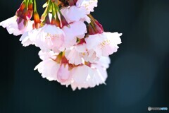 弥生の桜～xvi