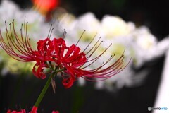 神無月の彼岸花～ⅹ