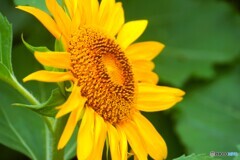 夏の華