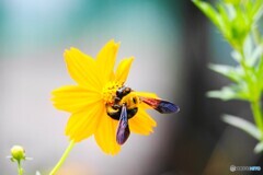 黄花にクマ蜂