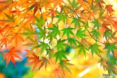 師走の秋色～ⅴ