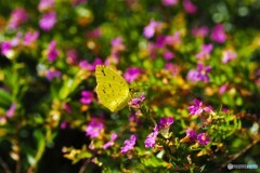 キチョウも来た。