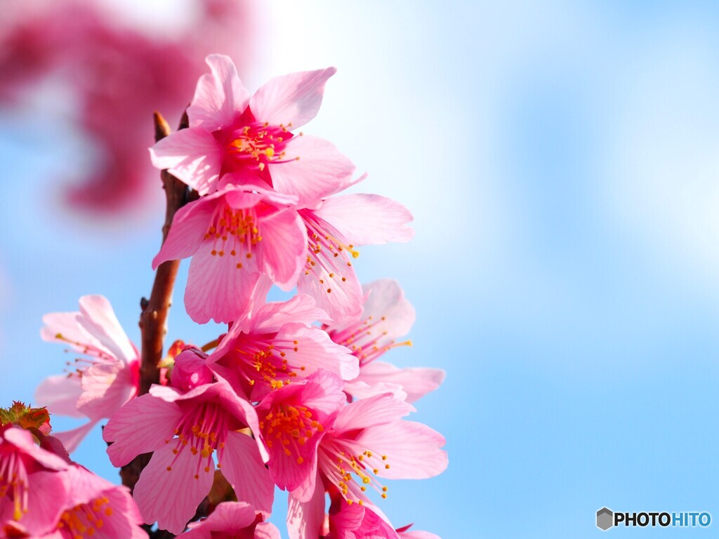 弥生の桜～xx
