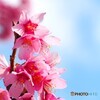 弥生の桜～xx
