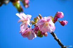 汐入河津桜～ⅰ