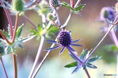秘密の愛に虫
