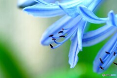 夏に咲くアガバンサス