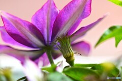 まだ咲く花～ⅱ