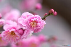 高潔